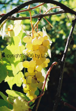 Interlaken Seedless Grapes 3