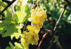 Interlaken Seedless Grapes 4