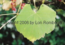 Iona Grapes 1