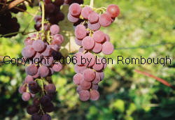 Iona Grapes 3
