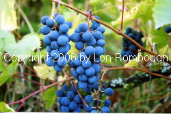 Ivan Grapes 1