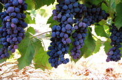 Jupiter Grapes 4