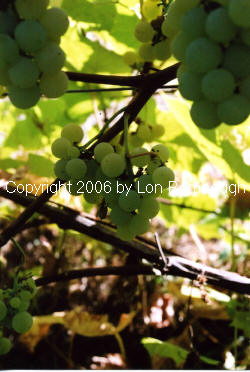 Kay Gray Grapes 3