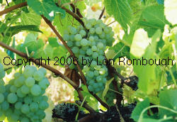 Lakemont Grapes 1
