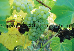 Lakemont Grapes 2