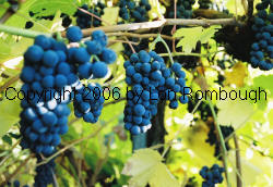 Leon Millot Grapes 2