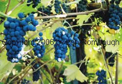 Leon Millot Grapes 3