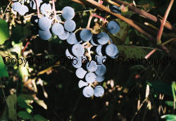Long John Grapes 1
