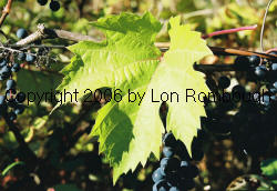 Lucie Kuhlmann Grapes 1