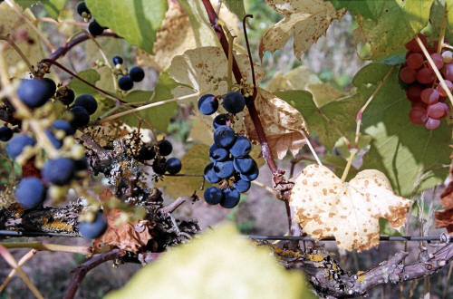 Minnesota 78 Grapes 1