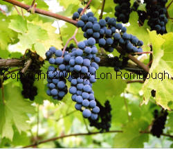 Marechal Foch Grapes 1