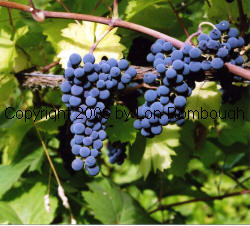 Marechal Foch Grapes 2