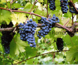 Marechal Foch Grapes 3