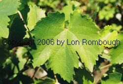 Grapevine Cutting Sales by Lon Rombough Morio