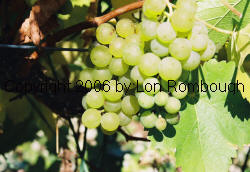 Grapevine Cutting Sales by Lon Rombough Morio