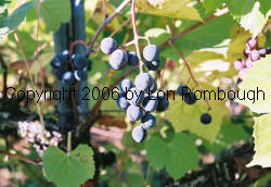 Munson Grapes 1