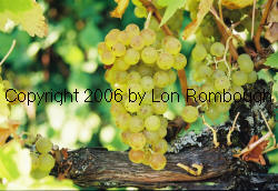 Muscat Blanc Grapes 2