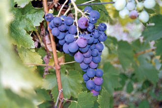 Muscat Hamburg Grapes 1