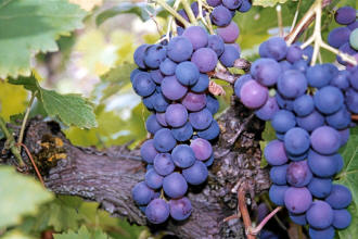 Muscat Hamburg Grapes 2