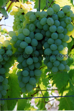 Neptune Grapes 5