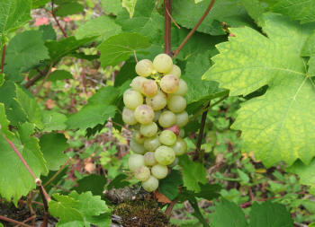 Orange Muscat Grapes 1