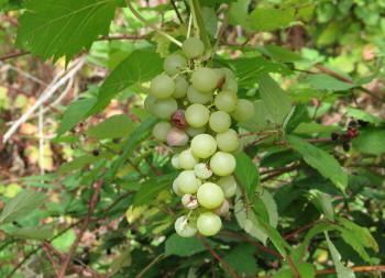 Orange Muscat Grapes 2