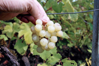 Pearl De Csaba Grapes 1