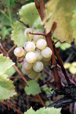 Pearl De Csaba Grapes 2