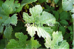 Pinot Meunier Grapes 2