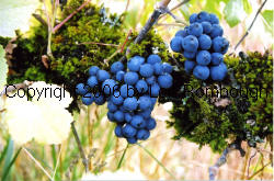 Pinot Meunier Grapes 4