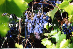 Ravat 262 Grapes 1