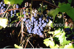 Ravat 262 Grapes 2