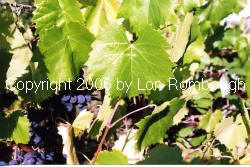 Ravat 262 Grapes 4