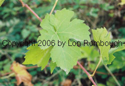 Rayon D'Or Grapes 1