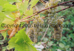Rayon D'Or Grapes 2