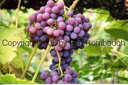 Reliance Grapes 1