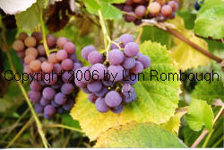 Reliance Grapes 2