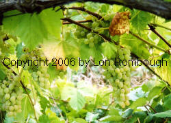Remaily Seedless Grapes 1