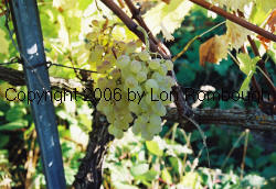 Remaily Seedless Grapes 2