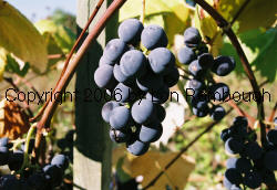 Royal Blue Seedless Grapes 1