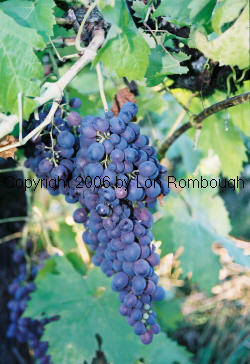 Ruby Seedless Grapes 1