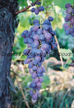 Ruby Seedless Grapes 2
