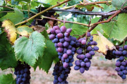 Saturn Grapes 1