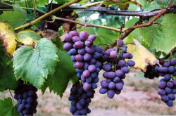 Saturn Grapes 2