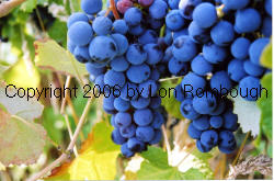 Schuyler Grapes 1