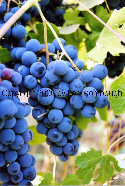 Schuyler Grapes 2