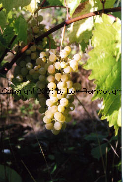 Seibel 13666 Grapes 4