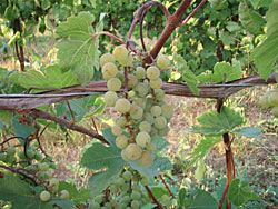 St. Pepin Grapes 1