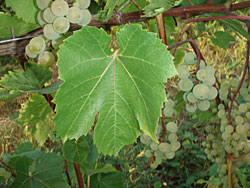 St. Pepin Grapes 2