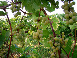 St. Pepin Grapes 3